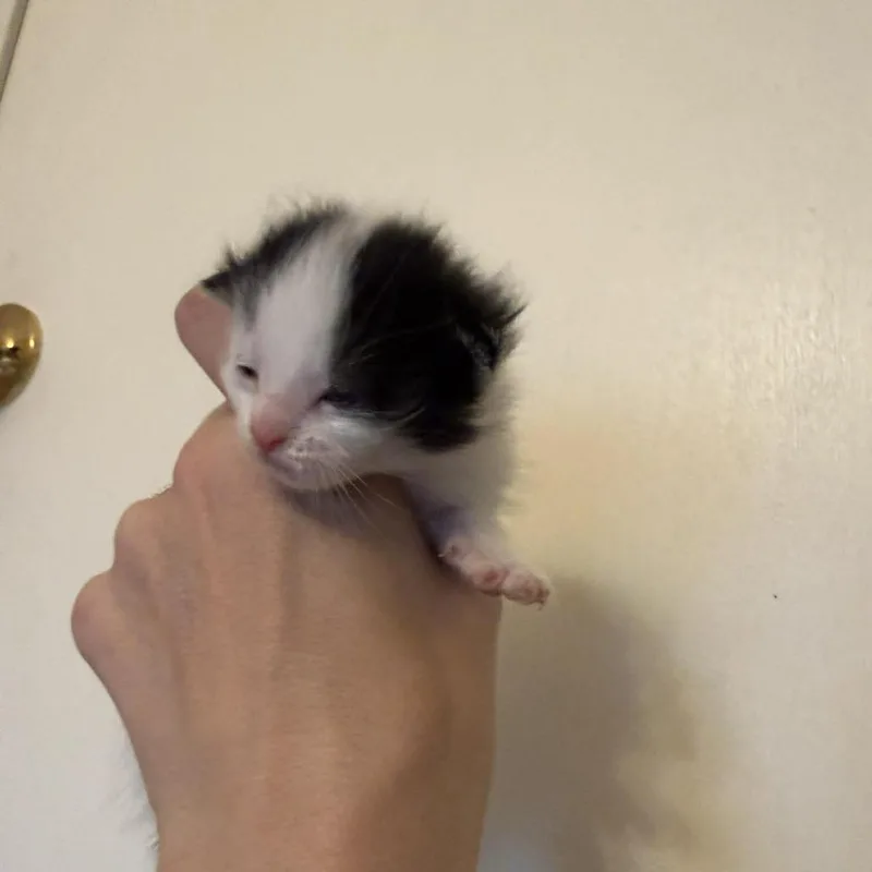 Holstein thumbnail 3