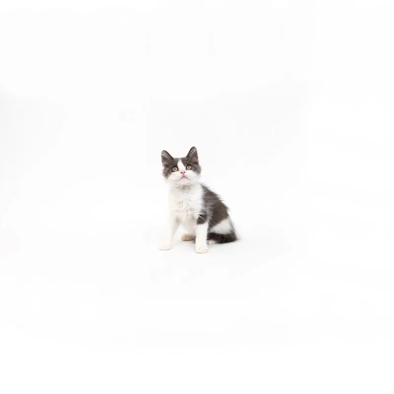 A baby small-sized male Gray / Blue / Silver Domestic Short Hair cat named Sugarplum for adoption in Playa Vista, CA