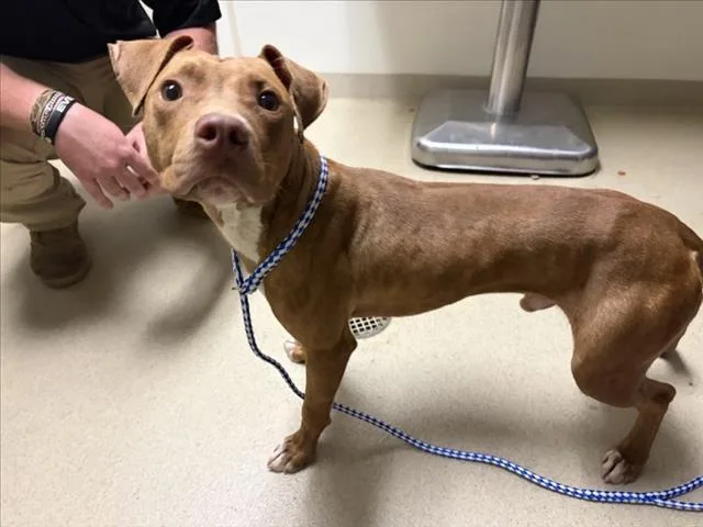 A young medium-sized male Pit Bull Terrier dog named Landon for adoption in Chapel Hill, NC
