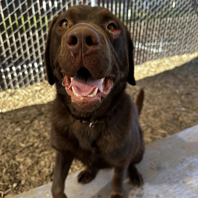 A young small-sized male Brown / Chocolate Chocolate Labrador Retriever dog named Rusty for adoption in Bellingham, WA