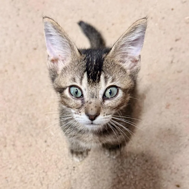 A baby small-sized male Black Domestic Short Hair cat named Dynamite Comes In Small for adoption in Boerne, TX