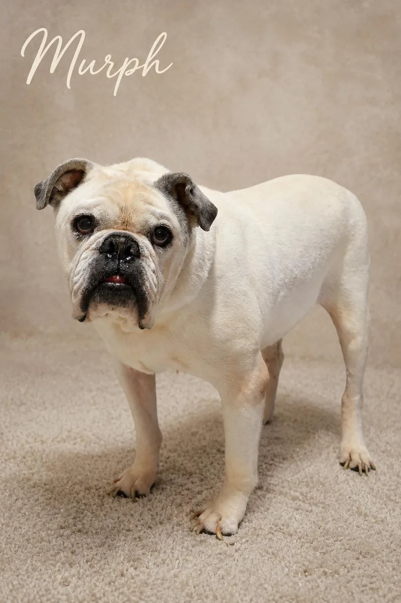 A senior large-sized male English Bulldog dog named Murph for adoption in Knoxville, TN