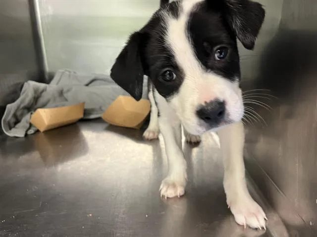 A baby small-sized female Australian Cattle Dog / Blue Heeler dog named Mindy for adoption in Grand Prairie, TX