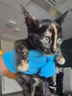 A baby small-sized female Domestic Short Hair cat named Lilo for adoption in San Antonio, TX