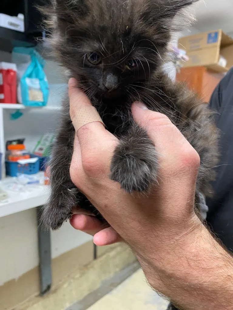 A baby small-sized female Domestic Long Hair cat named Agnis for adoption in Troy, OH