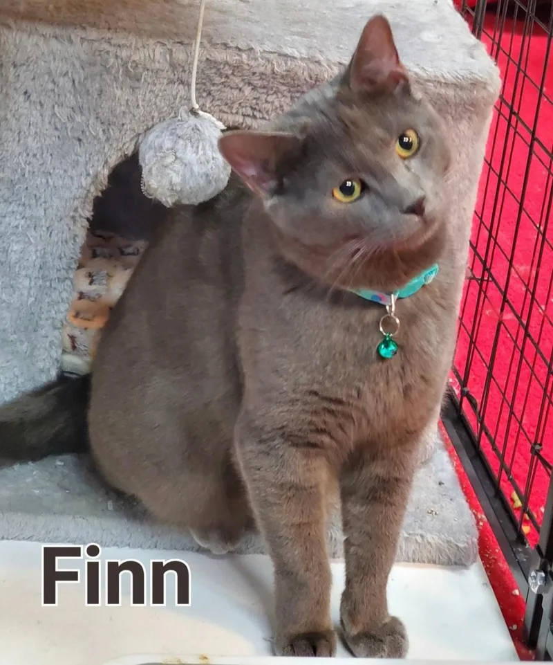A baby medium-sized male Domestic Short Hair cat named Sawyer & Finn for adoption in Mayfield, NY