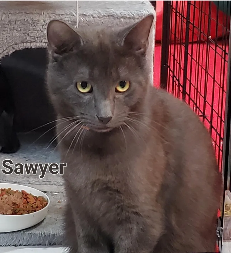 Sawyer & Finn thumbnail 2