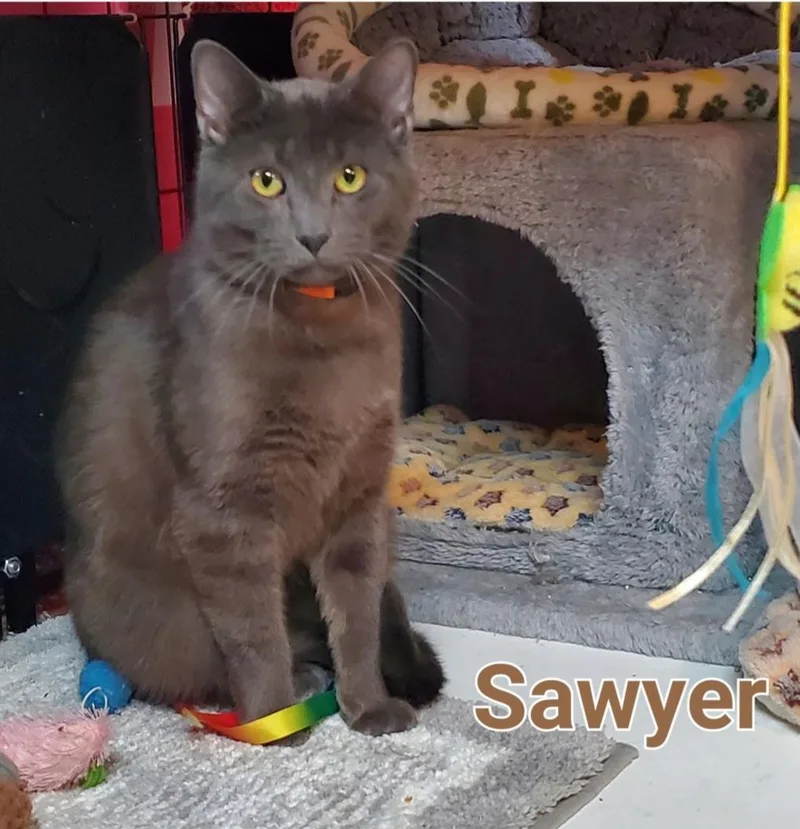 Sawyer & Finn thumbnail 4