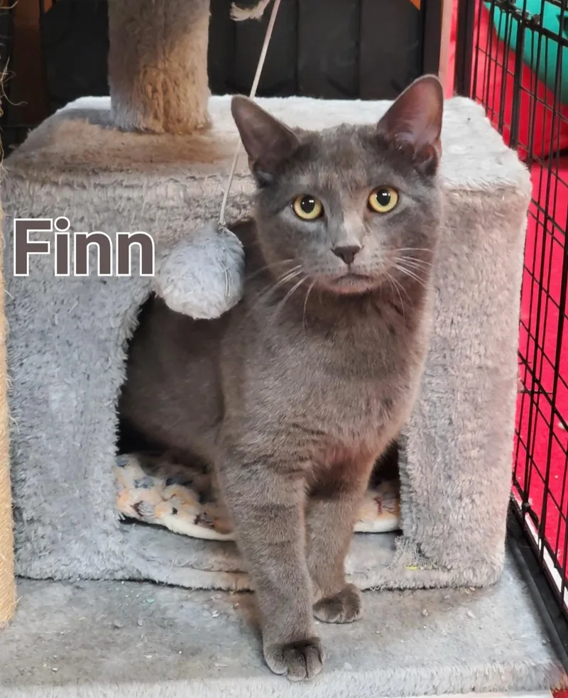 Sawyer & Finn thumbnail 5