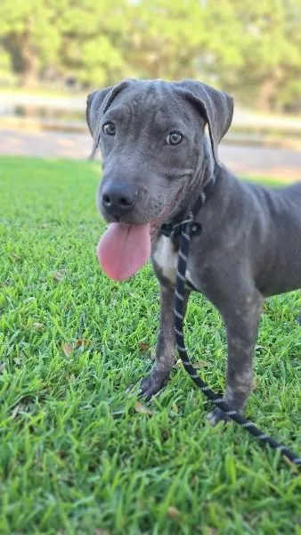 A baby large-sized male Gray / Blue / Silver Pit Bull Terrier dog named Haze for adoption in Houston, TX