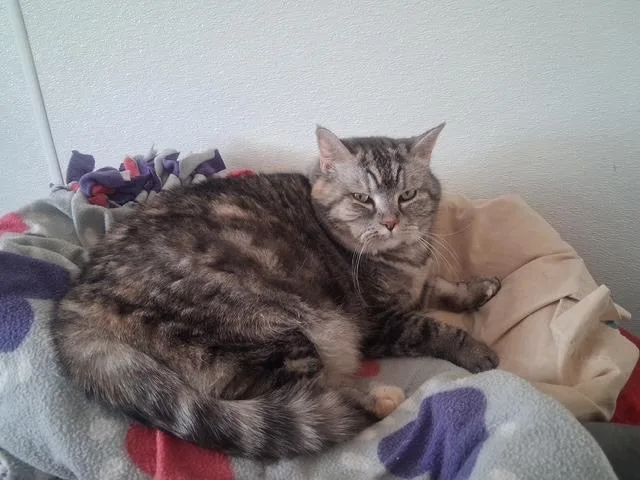 A senior medium-sized female Domestic Short Hair cat named Izzy for adoption in Hot Springs, SD