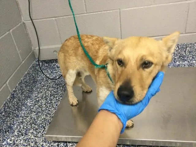 A young small-sized male Cardigan Welsh Corgi dog named Scrappy Doo for adoption in Thousand Palms, CA
