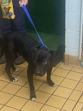 An adult large-sized male Terrier dog named Lance for adoption in Gainesville, FL