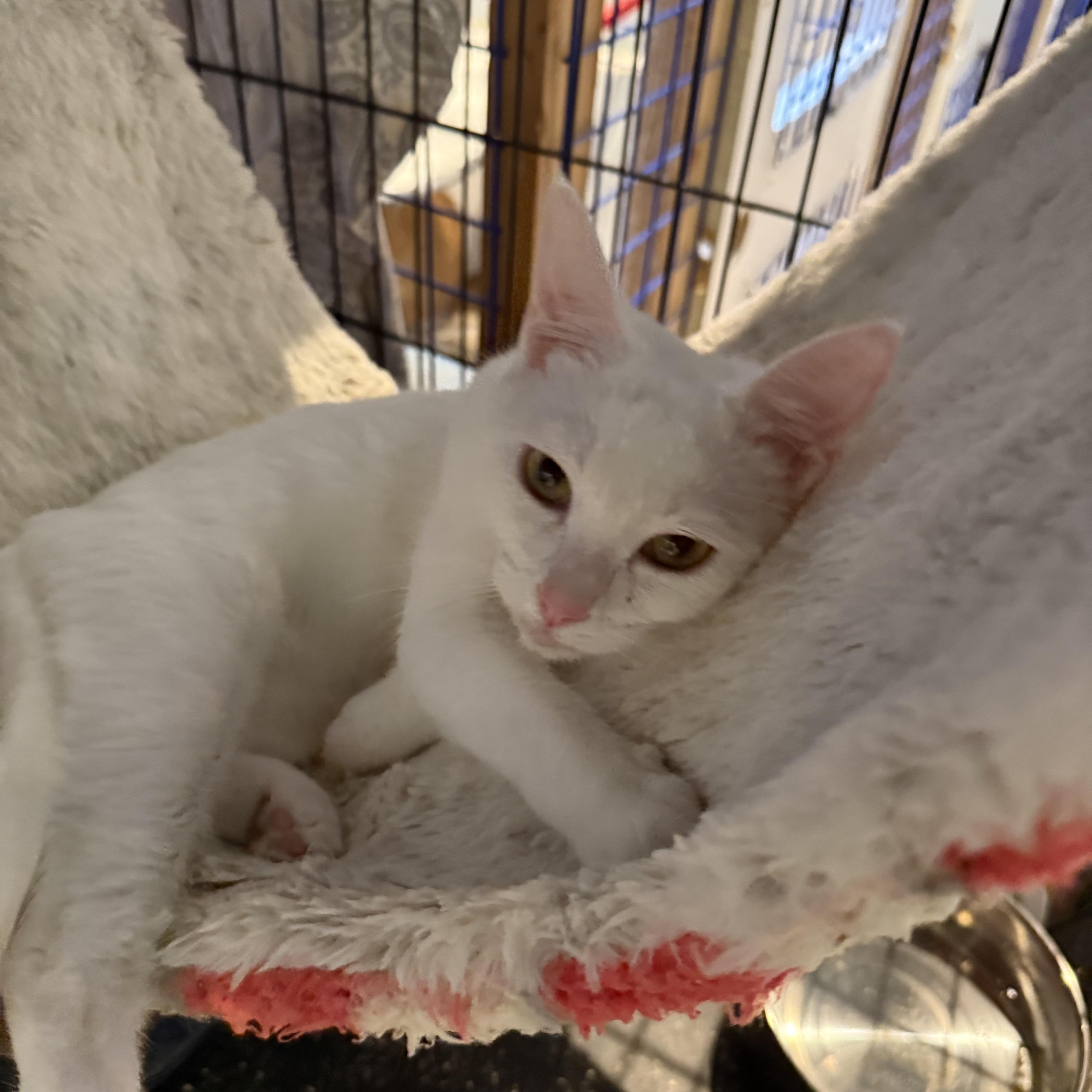 A baby small-sized female Domestic Short Hair cat named M&m for adoption in Pomona, CA