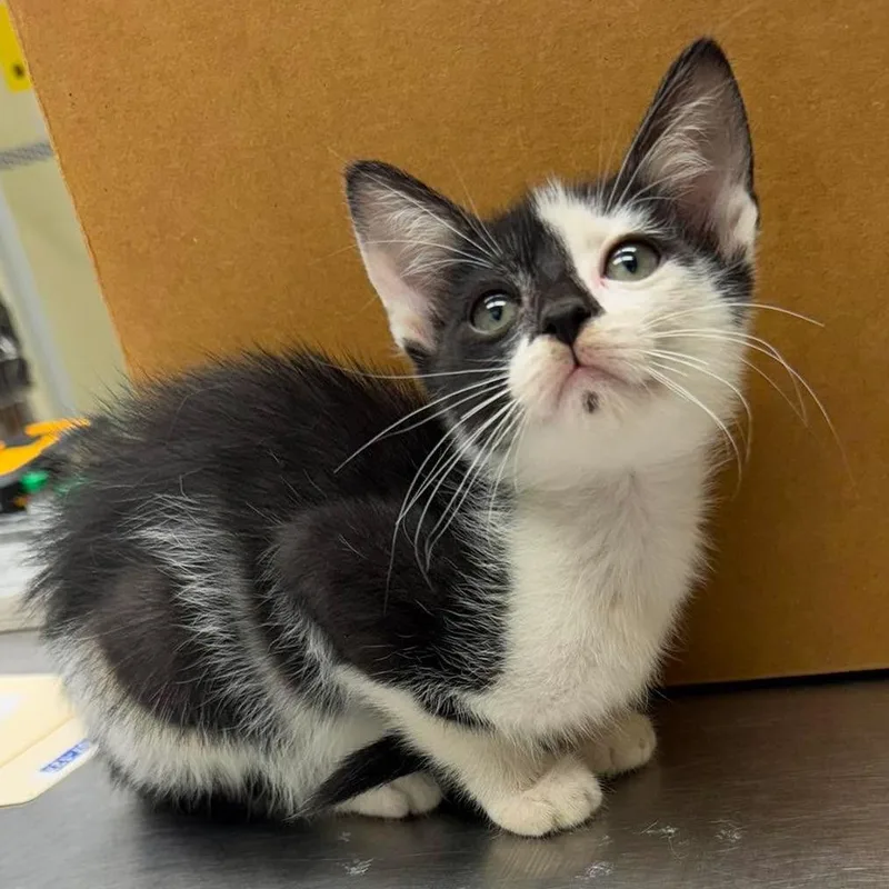 An adult small-sized male Black Domestic Short Hair cat named Warner for adoption in Bastrop, TX