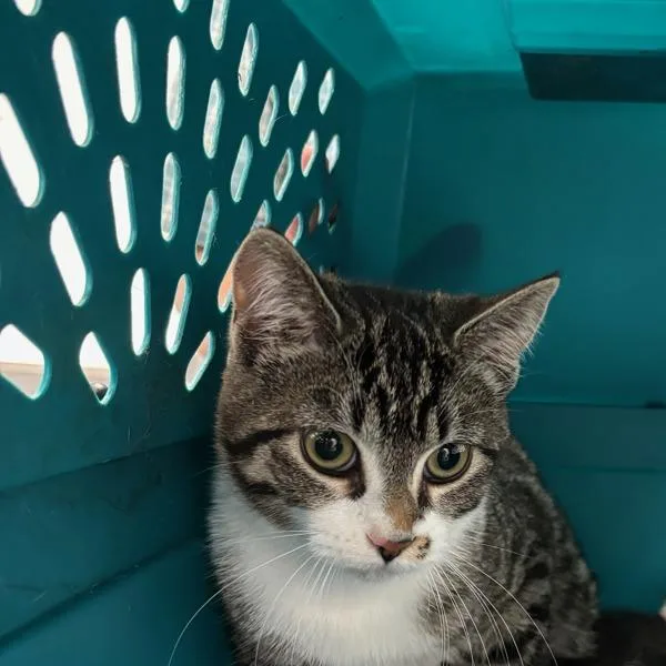 A young small-sized female Domestic Short Hair cat named Seniah for adoption in Des Moines, IA