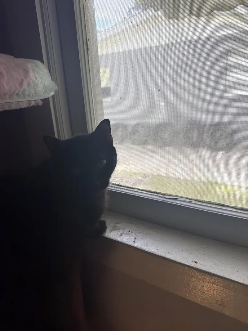 An adult medium-sized female Black Domestic Short Hair cat named Stardust for adoption in largo, FL