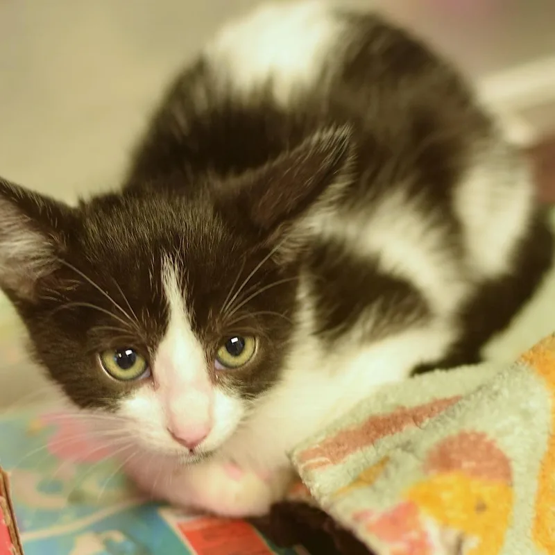 A baby small-sized female White Domestic Short Hair cat named Cynthia for adoption in Belleville, IL