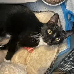 A young small-sized male Black Domestic Short Hair cat named Hans for adoption in Woodbridge, VA