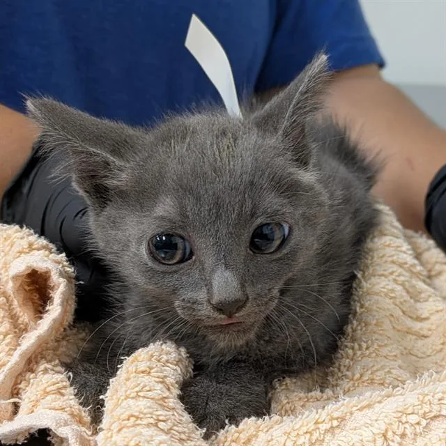A baby small-sized male Domestic Short Hair cat named Holt for adoption in Camarillo, CA