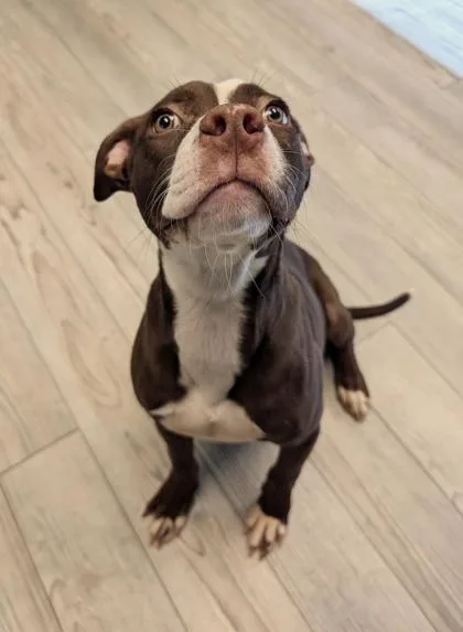 A baby large-sized female Pit Bull Terrier dog named Cinnamon for adoption in South Bend, IN