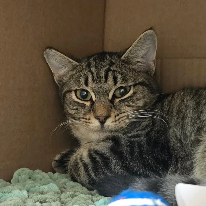 A young medium-sized male Gray / Blue / Silver Domestic Short Hair cat named Jellybeans for adoption in Ballston Spa, NY