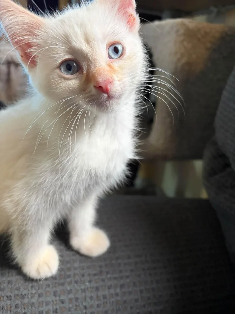 A baby medium-sized male Cream Point Siamese cat named Snow for adoption in Cleveland, OH
