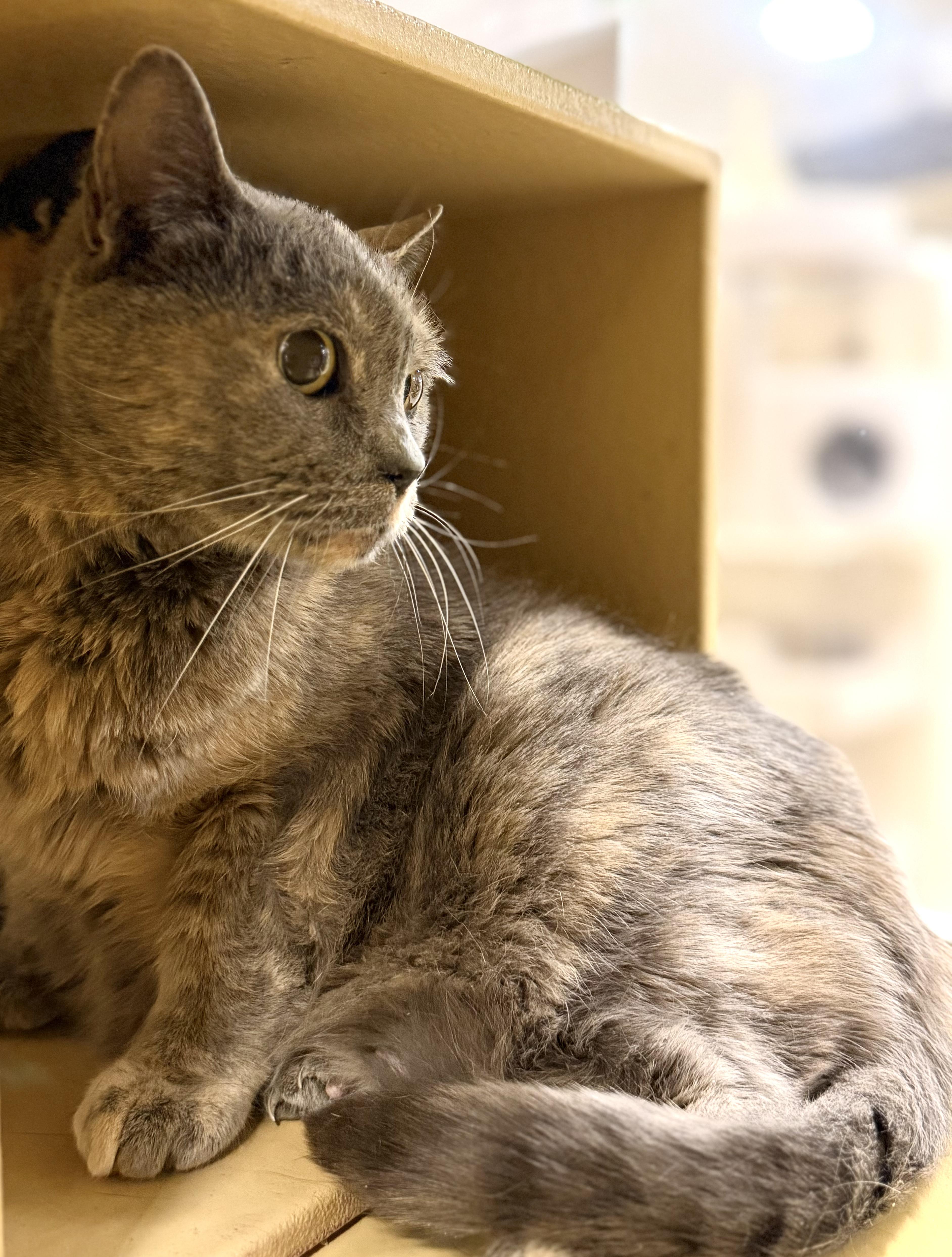 A senior medium-sized female Blue Cream Calico cat named Sallie for adoption in Charlotte, NC