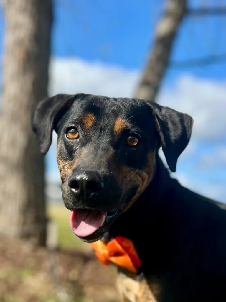 An adult medium-sized male Coonhound dog named Levi for adoption in Saint Francisville, LA