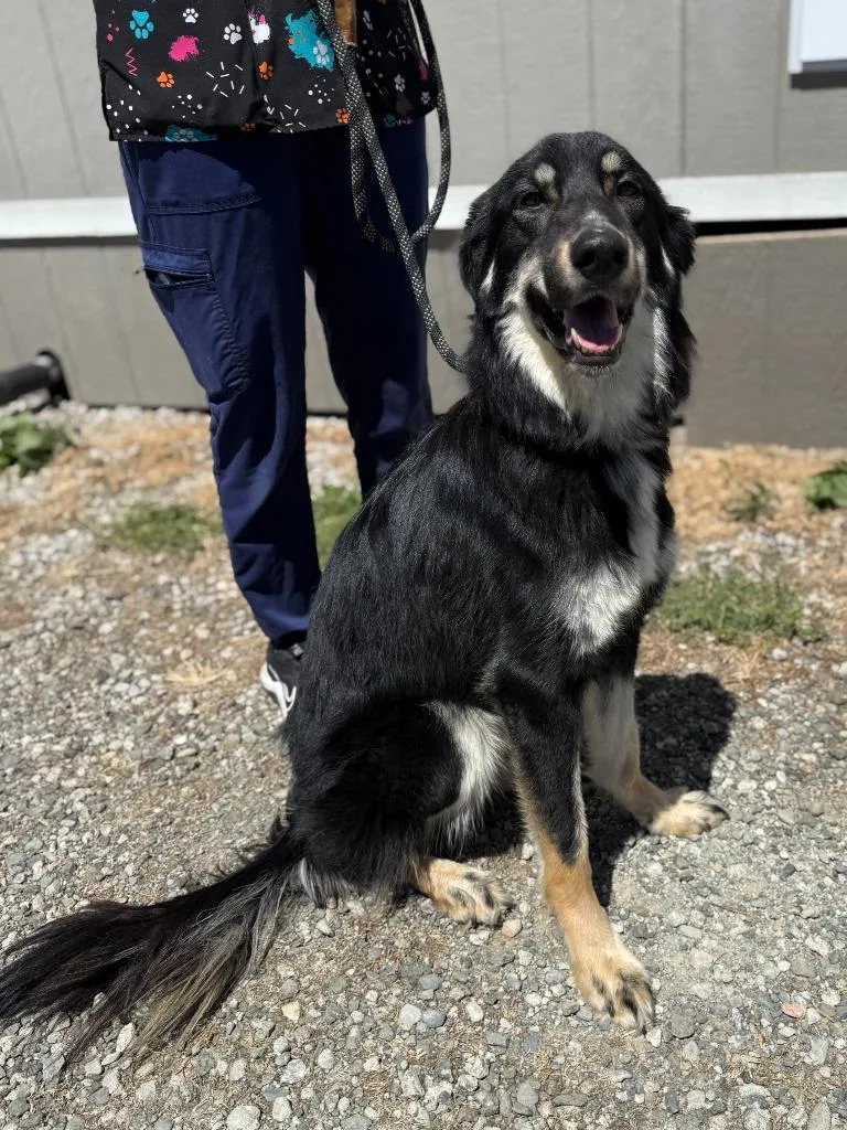 A young large-sized female Shepherd dog named Aria for adoption in Vacaville, CA