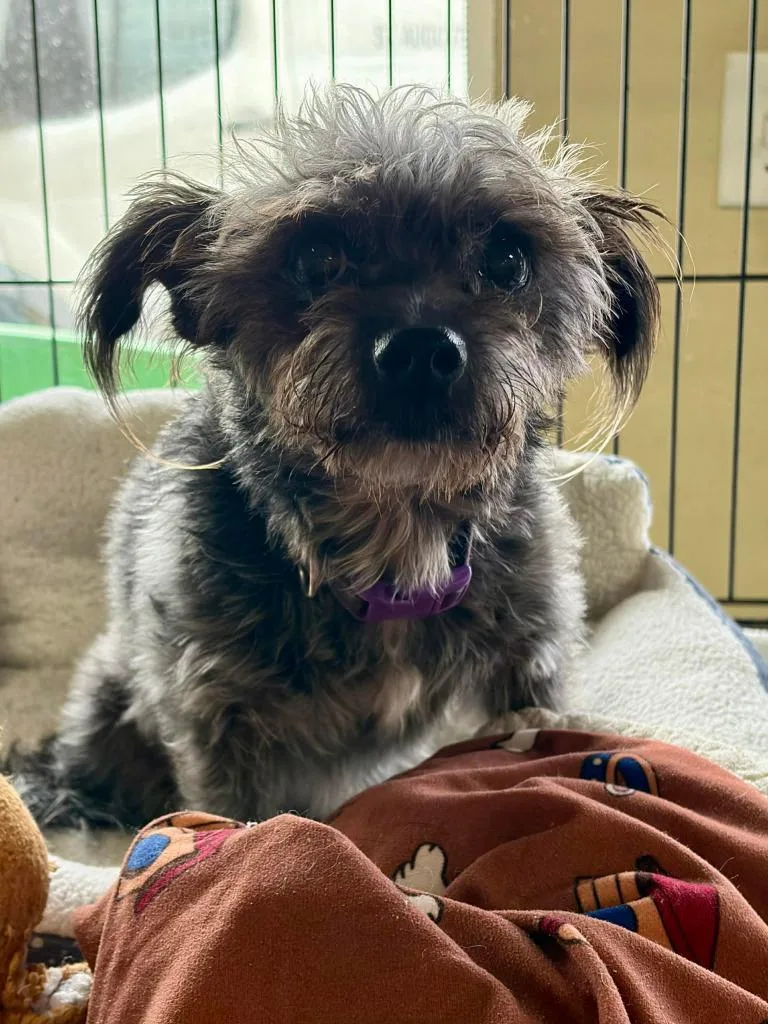 A senior small-sized male Schnauzer dog named Happy for adoption in St. Augustine, FL