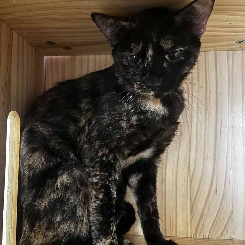 An adult medium-sized female Tortoiseshell Domestic Short Hair cat named Nola for adoption in Yucca Valley, CA