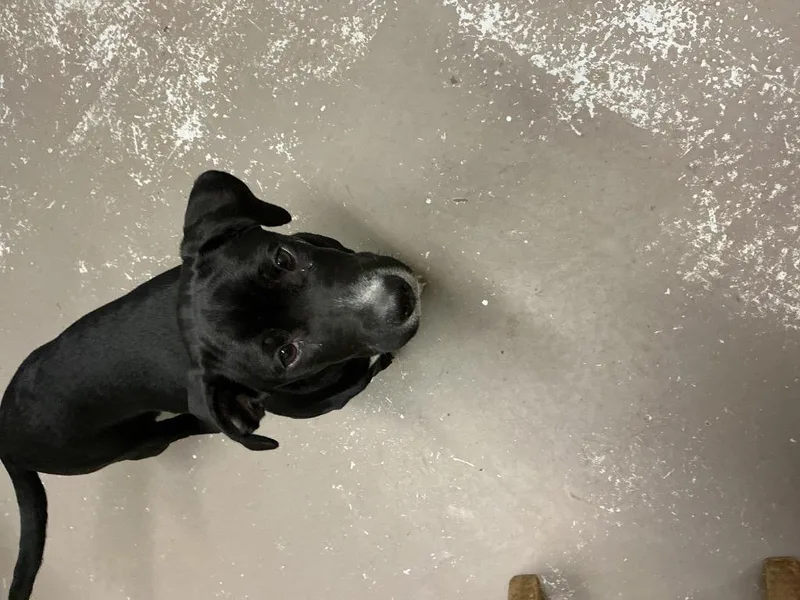 A baby small-sized female Labrador Retriever dog named Nala for adoption in Dyersburg, TN