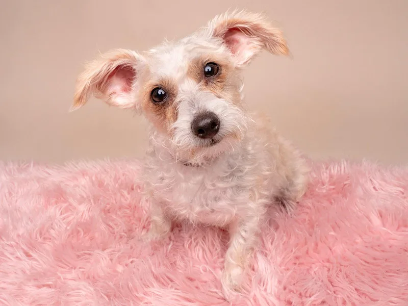 A young small-sized female West Highland White Terrier / Westie dog named Blender for adoption in Palo Alto, CA