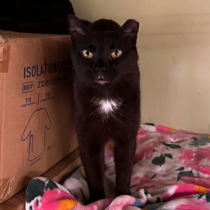 An adult small-sized male Black Domestic Short Hair cat named Good Twin for adoption in Mount Juliet, TN