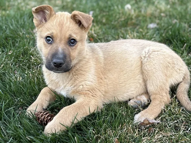 Lily Pie thumbnail 2