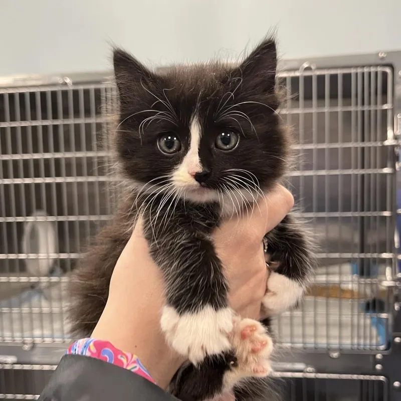 A baby small-sized female White Domestic Short Hair cat named Ursula for adoption in Greensboro, NC