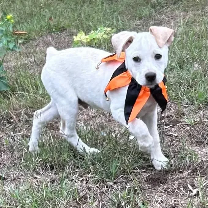 A baby small-sized male Jack Russell Terrier dog named King for adoption in Boerne, TX