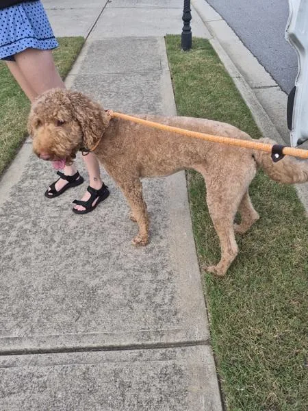 An adult medium-sized male Labradoodle dog named Pen  Ace for adoption in Lawrenceville, GA
