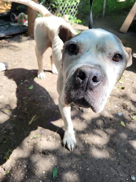 An adult large-sized male American Staffordshire Terrier dog named Leon for adoption in San Antonio, TX