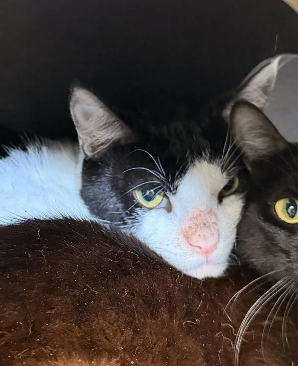 A young medium-sized male Domestic Short Hair cat named Dorado for adoption in Canton, GA