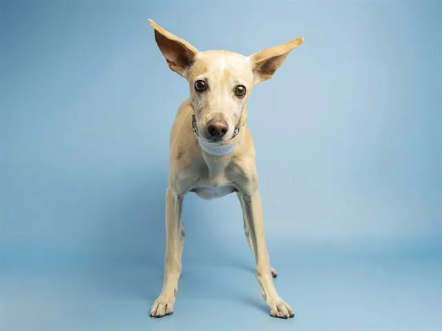 An adult small-sized male Chihuahua dog named Weasley for adoption in Phoenix, AZ