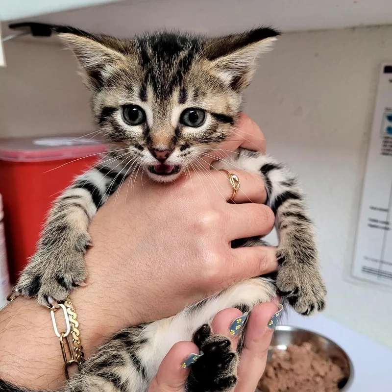 A baby small-sized female Domestic Short Hair cat named Diana for adoption in Allyn, WA