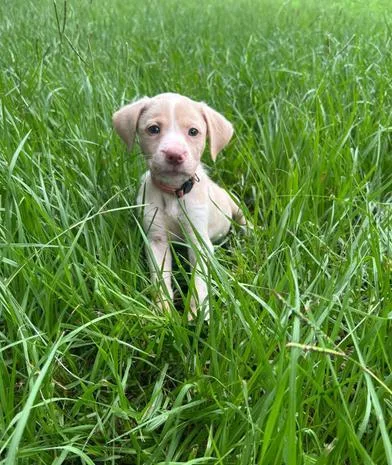 A baby medium-sized female Yellow / Tan / Blond / Fawn Labrador Retriever dog named Cinnamon for adoption in Liverpool, TX