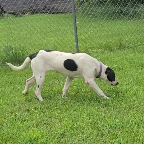 A young medium-sized female Bicolor Hound dog named Mary for adoption in Elizabeth, IL