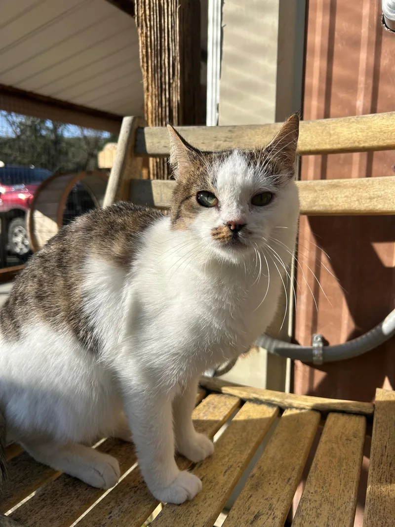 Strawberry thumbnail 2