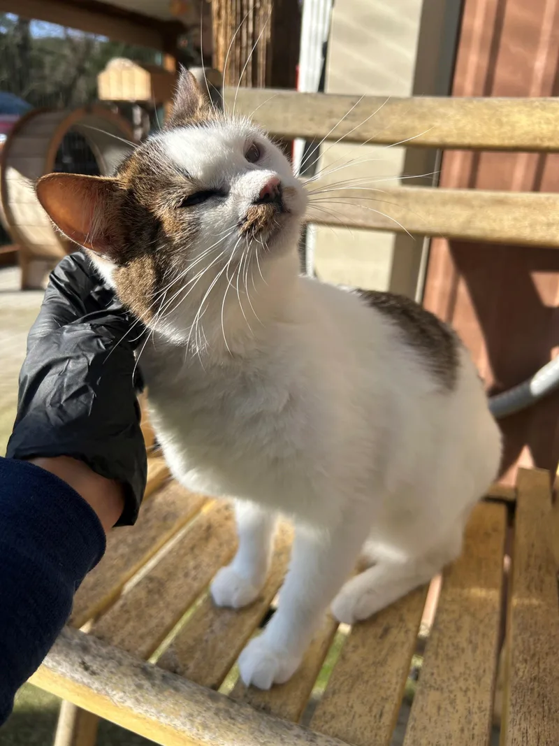 Strawberry thumbnail 3