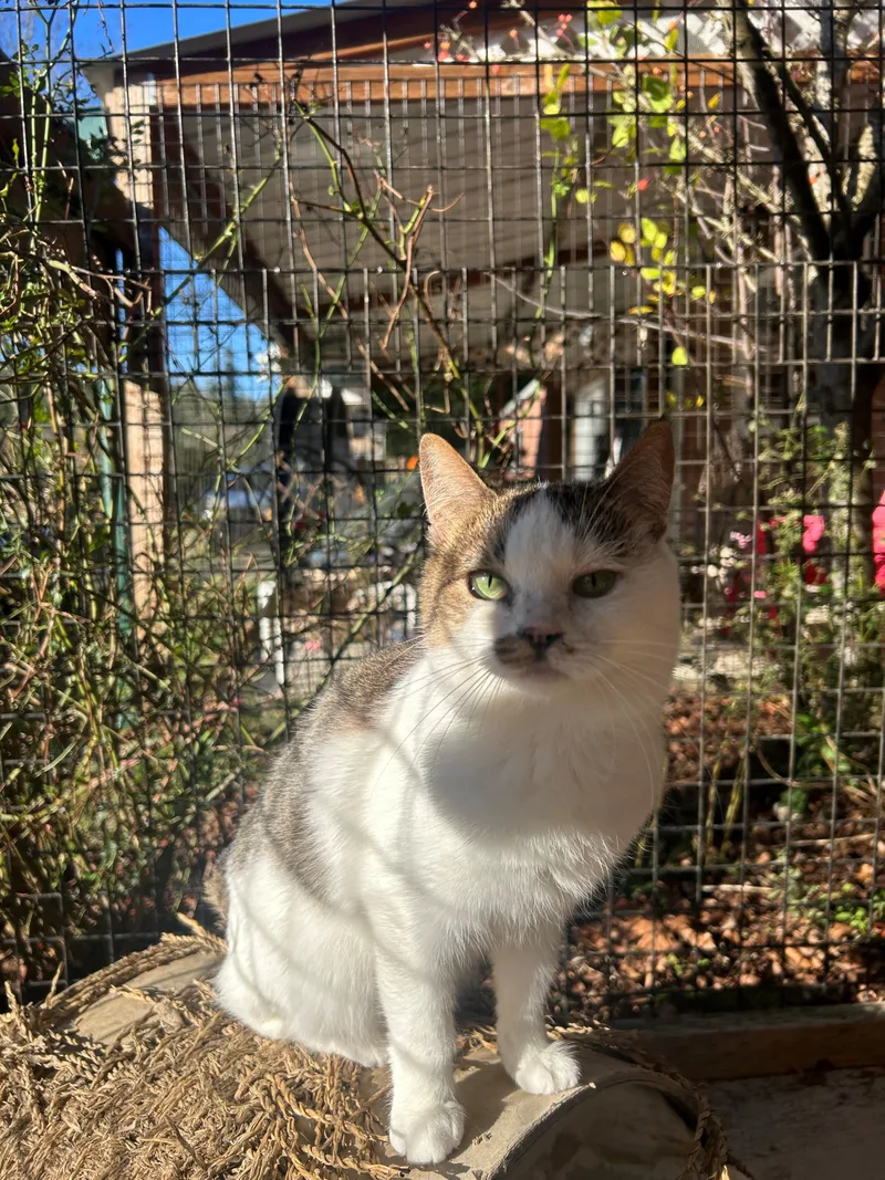 Strawberry thumbnail 4