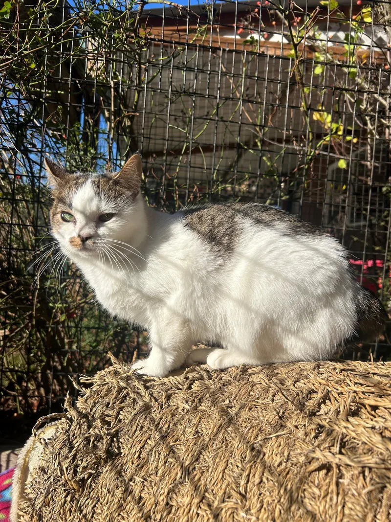 Strawberry thumbnail 5