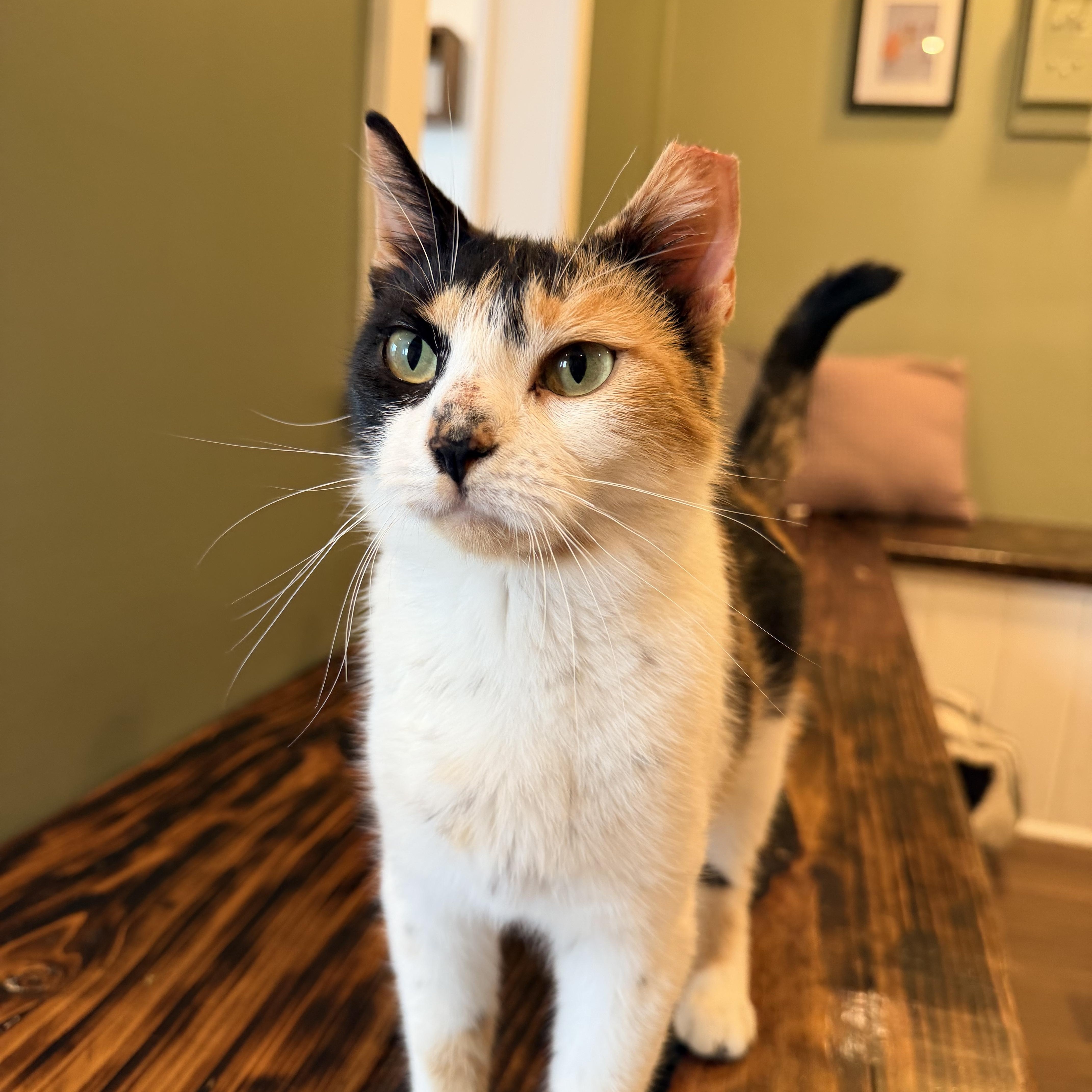 A young medium-sized female Calico Domestic Short Hair cat named Odessa for adoption in Bellmawr, NJ